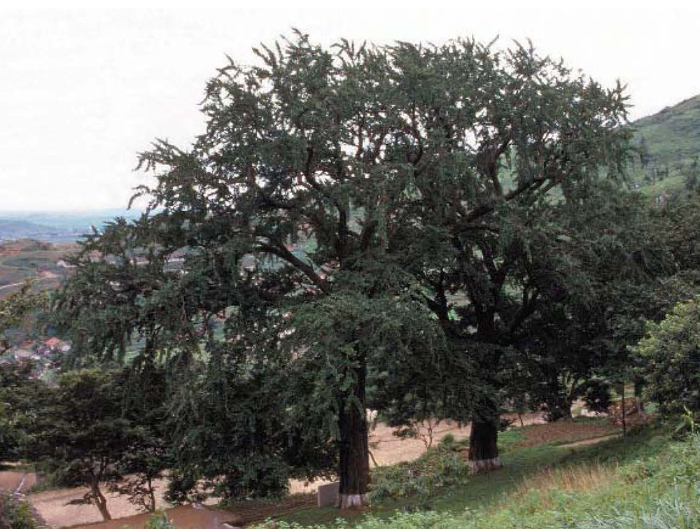 naenara-image