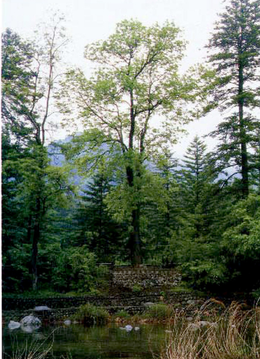 naenara-image